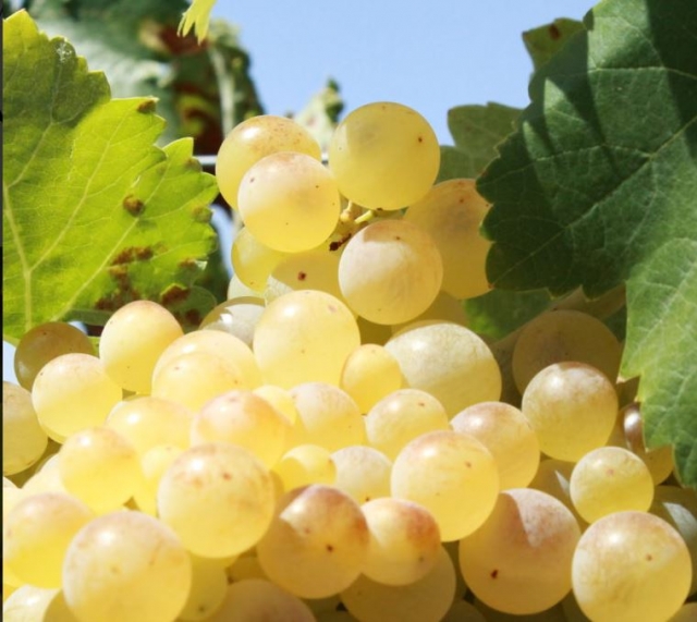 Diferentes tipos de uva para el cava